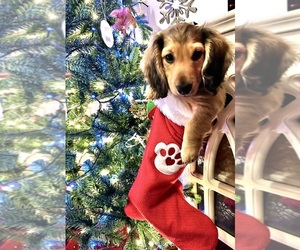 Dachshund Litter for sale in SAVANNAH, TX, USA