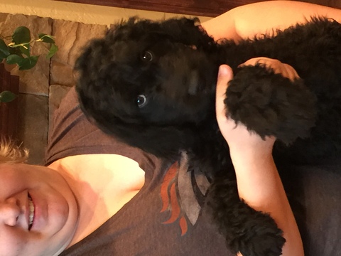 Medium Photo #1 Labradoodle Puppy For Sale in AUSTIN, CO, USA