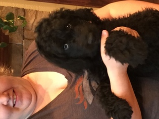 Labradoodle Litter for sale in AUSTIN, CO, USA