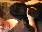 Small Photo #1 Labradoodle Puppy For Sale in AUSTIN, CO, USA