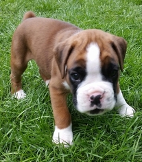 Boxer Litter for sale in CANDIA, NH, USA