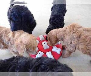 Poodle (Standard) Litter for sale in FLATONIA, TX, USA