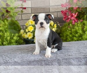 Boston Terrier Litter for sale in MILLERSBURG, OH, USA