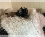 Small Photo #1 Shih Tzu Puppy For Sale in NIOTA, TN, USA