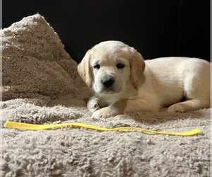 Labradoodle Litter for sale in COBB, WI, USA