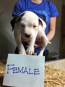 Medium Photo #1 American Bulldog Puppy For Sale in OLYMPIA, WA, USA
