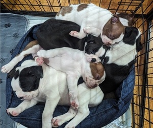 Boston Terrier Litter for sale in PECULIAR, MO, USA