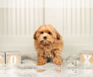 Maltipoo Litter for sale in WARSAW, IN, USA