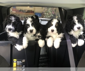 Bernedoodle Litter for sale in MIAMISBURG, OH, USA