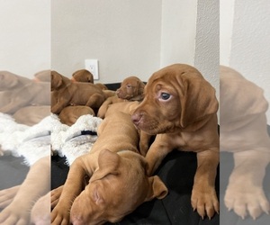 Vizsla Litter for sale in CANBY, OR, USA