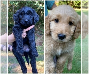 Goldendoodle Litter for sale in MAPLE FALLS, WA, USA