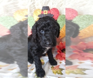Poodle (Standard) Litter for sale in SHELBYVILLE, IN, USA