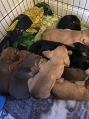Bloodhound Litter for sale in FAYETTEVILLE, NC, USA