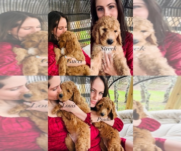 Medium Photo #1 Goldendoodle-Poodle (Standard) Mix Puppy For Sale in MARBLE FALLS, TX, USA