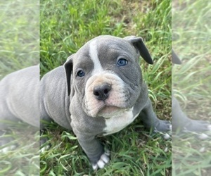 American Bully Litter for sale in VENUS, TX, USA