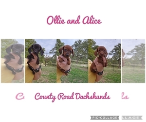 Dachshund Litter for sale in ATHENS, TX, USA