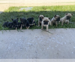 French Bulldog Litter for sale in BISMARCK, MO, USA