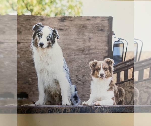 Medium Photo #1 Australian Shepherd Puppy For Sale in UNION SPRINGS, AL, USA