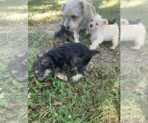 Schnauzer (Miniature) Litter for sale in TROY, MO, USA
