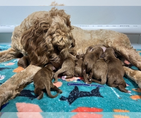 Medium Photo #1 Irish Setter-Poodle (Miniature) Mix Puppy For Sale in GREENSBURG, KY, USA