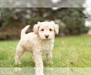 Schnoodle (Miniature) Litter for sale in WARSAW, IN, USA