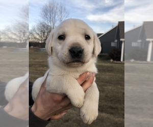 Labrador Retriever Litter for sale in GRANGER, IA, USA
