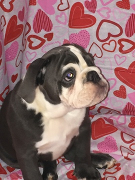 Medium Photo #1 Bulldog Puppy For Sale in DAYTON, TX, USA