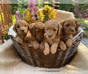 Goldendoodle Litter for sale in WOODINVILLE, WA, USA
