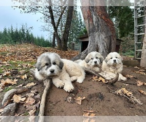Great Pyrenees Litter for sale in ROSEBURG, OR, USA