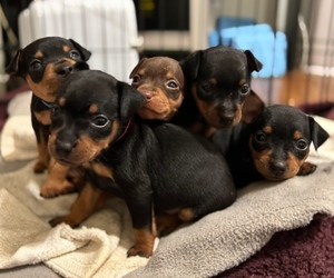 Miniature Pinscher Litter for sale in LOS ANGELES, CA, USA
