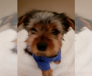 Yorkshire Terrier Litter for sale in KENNEDALE, TX, USA