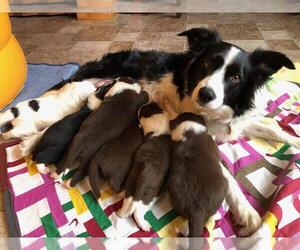 Border Collie Litter for sale in DARLINGTON, WI, USA