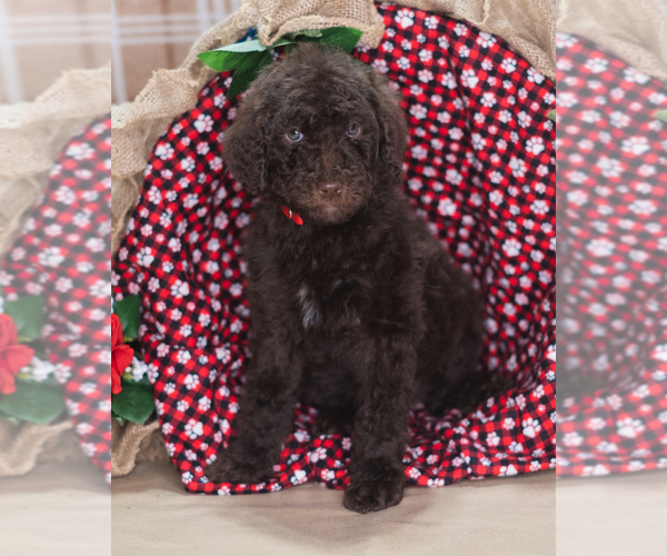Medium Photo #1 Poodle (Standard) Puppy For Sale in PEYTON, CO, USA