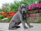 Small Photo #1 Great Dane Puppy For Sale in MILLERSBURG, PA, USA