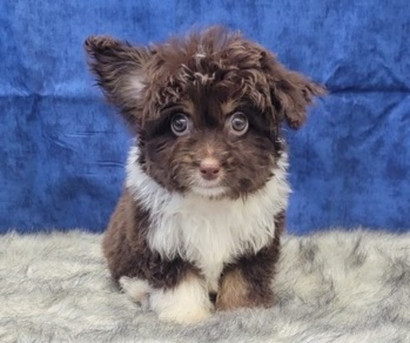 Medium Photo #1 Aussiedoodle Miniature  Puppy For Sale in BLAKESBURG, IA, USA