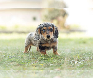 Dachshund Litter for sale in WARSAW, IN, USA