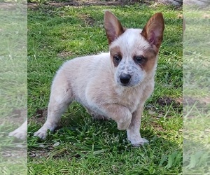 Australian Cattle Dog Litter for sale in SYLMAR, CA, USA