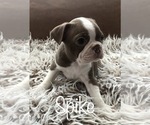 Small Photo #1 Boston Terrier Puppy For Sale in DICKINSON, TX, USA