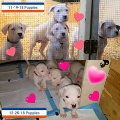 Dogo Argentino Litter for sale in PINEVILLE, MO, USA