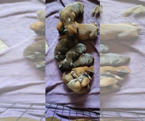 Boxer Litter for sale in RIGBY, ID, USA