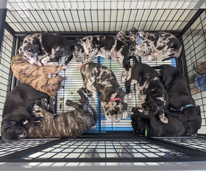 American Bully-Cane Corso Mix Litter for sale in MONTROSE, CO, USA