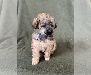 Poodle (Toy) Litter for sale in FREDERICK, MD, USA