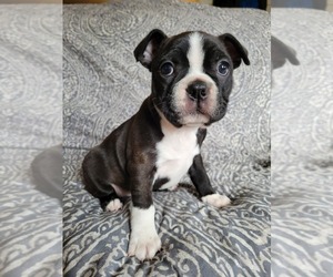 Boston Terrier Litter for sale in ROSEHILL, KS, USA