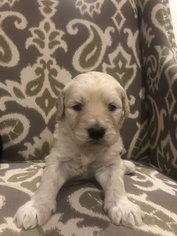 Goldendoodle Litter for sale in LEVELLAND, TX, USA