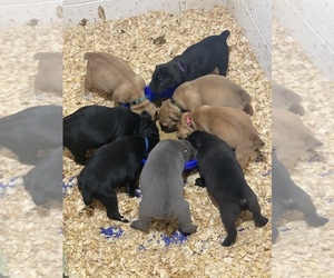 Cane Corso Litter for sale in THURMONT, MD, USA