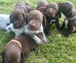 German Shorthaired Pointer Litter for sale in WATERTOWN, NY, USA