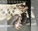 Small Photo #1 French Bulldog Puppy For Sale in FONTANA, CA, USA