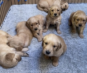 Golden Retriever Litter for sale in BEND, OR, USA