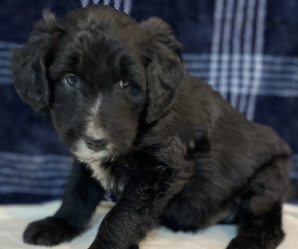 Medium Photo #1 Bordoodle Puppy For Sale in SOLON SPRINGS, WI, USA