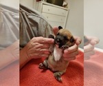 Small French Bulldog-Poodle (Miniature) Mix